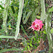 2008 Dragon Fruit...enjoyed by the birds