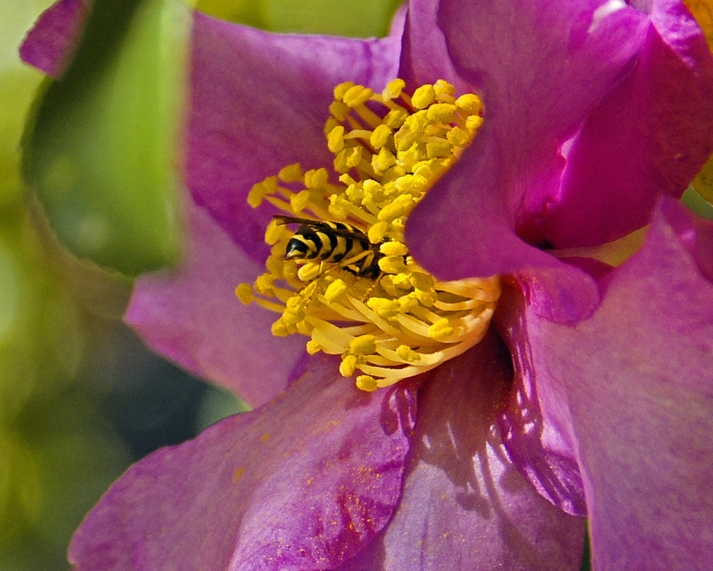 La Mouche aux Camélias – National Arboretum, Washington DC