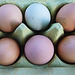 Frisch gelegte Sietow-Eier