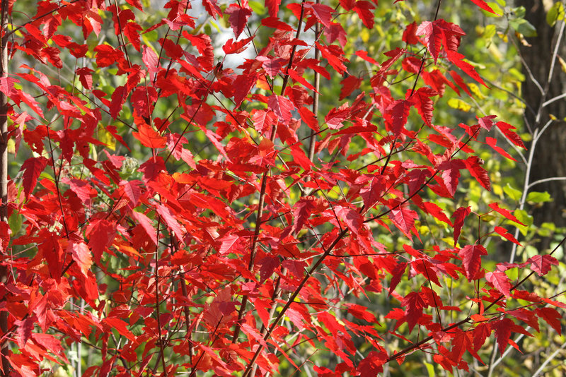 Rouge vif de l'automne