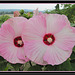 Hibiscus Luna Pink Swirl