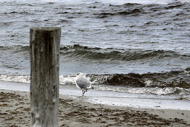 20100919 8172Aw [D~NVP] Silbermöwe, Zingst, Ostsee