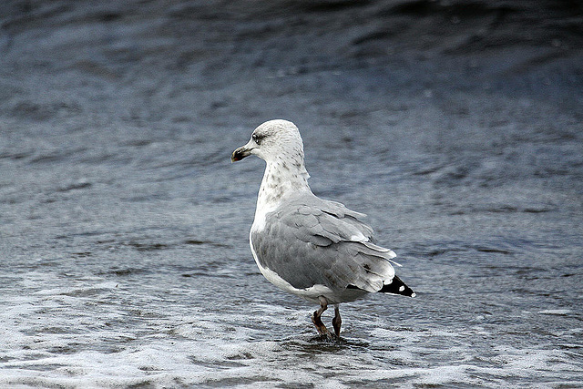 20100919 8173Aw [D~NVP] Silbermöwe, Zingst, Ostsee