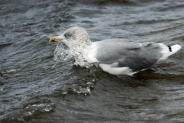 20100919 8178Aw [D~NVP] Silbermöwe, Zingst, Ostsee