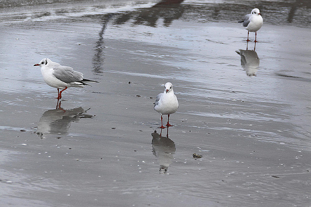 20100919 8179Aw [D~NVP] Lachmöwen (Chroicocephalus ridibundus), Zingst, Ostsee