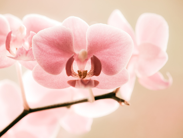 orchidee I