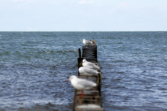 20100919 8185Aw [D~NVP] Möwen, Zingst, Ostsee