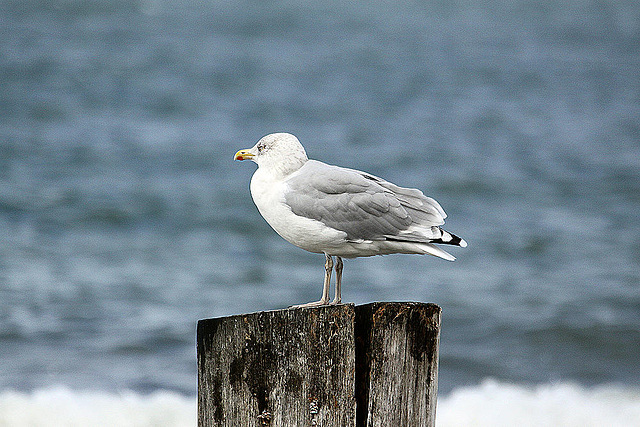 20100919 8186Aw [D~NVP] Silbermöwe, Zingst, Ostsee