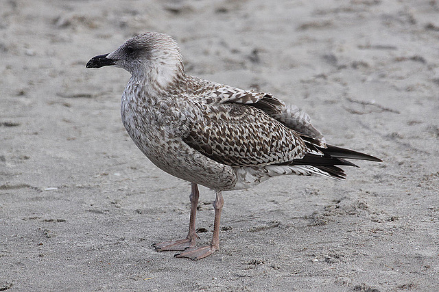 20100919 8187Aw [D~NVP] Möwe [JV], Zingst, Ostsee