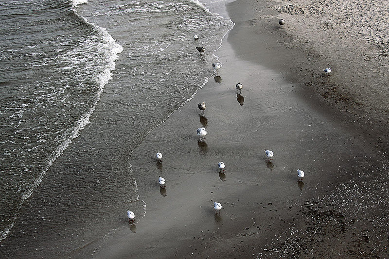 20100919 8191Aw [D~NVP] Lachmöwen (Chroicocephalus ridibundus), Zingst, Ostsee