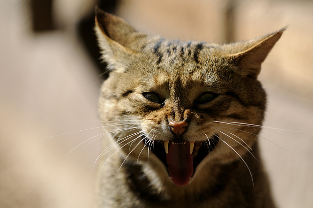 Wildkatze "Alte Fasanerie" Klein-Auheim