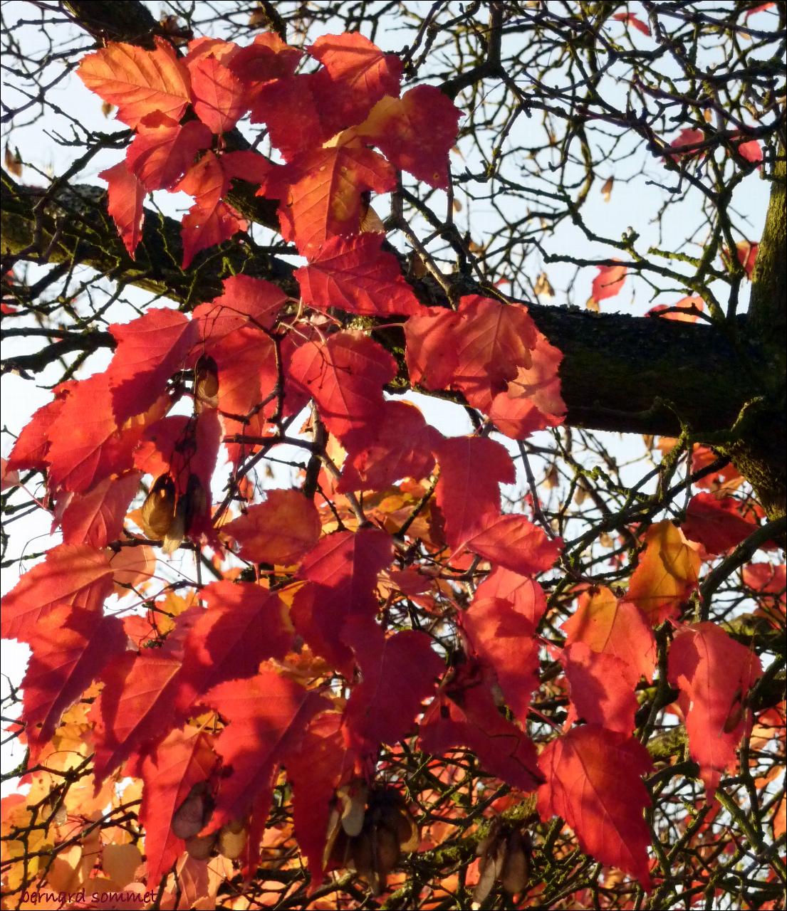 Bouquet d'automne