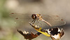 Sympetrum