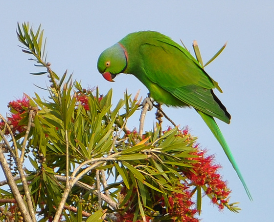 Green Parrot