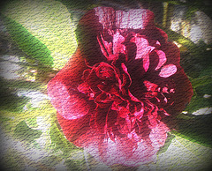 rose trémière du jardin d'Epinay