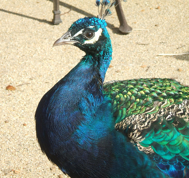 Peacock