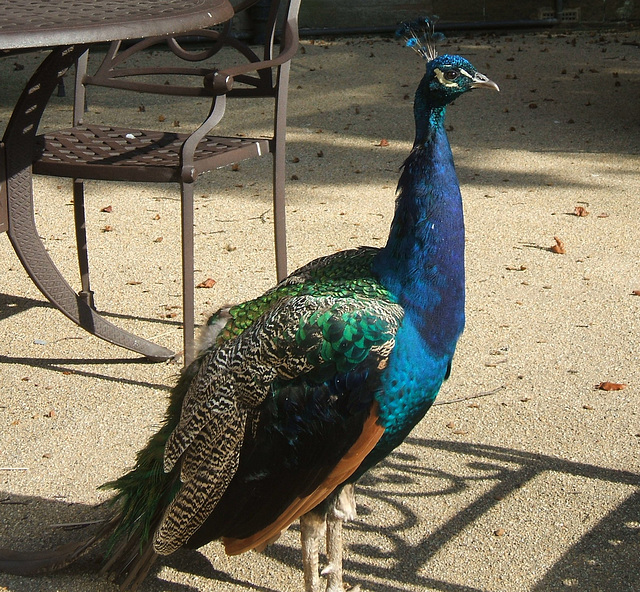 Peacock