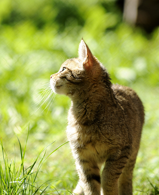 Junge Wildkatze