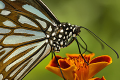 Blue Tiger – Brookside Gardens