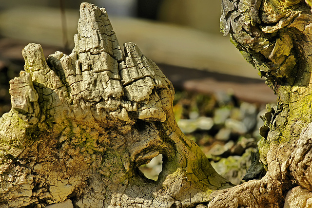 Bonsai Pitch Pine – National Arboretum, Washington DC