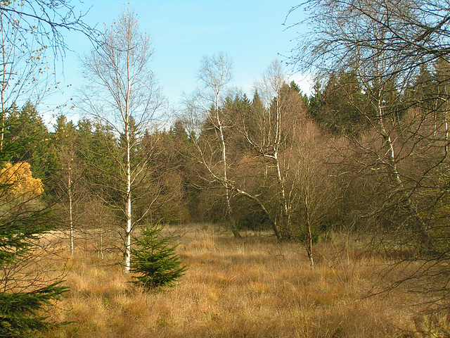 Moor
