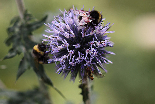 20100805 7359Mw [D~LIP] Hainschwebfliege (Episyphus balteatus), [Wander-, Winterschwebfliege], Hummel, Bad Salzuflen