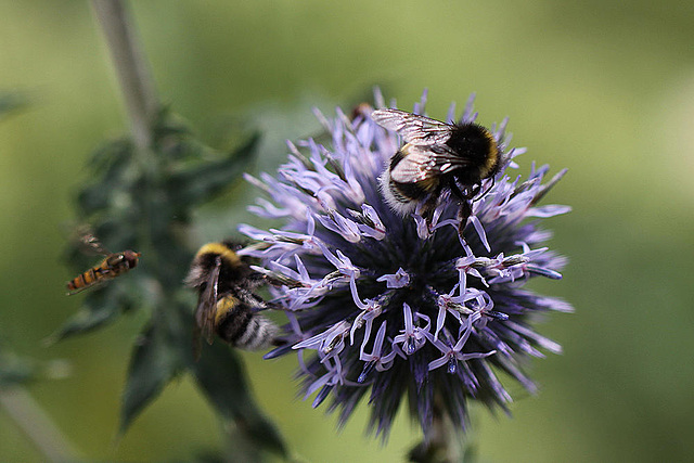 20100805 7358Mw [D~LIP] Hainschwebfliege (Episyphus balteatus), [Wander-, Winterschwebfliege], Hummel, Bad Salzuflen