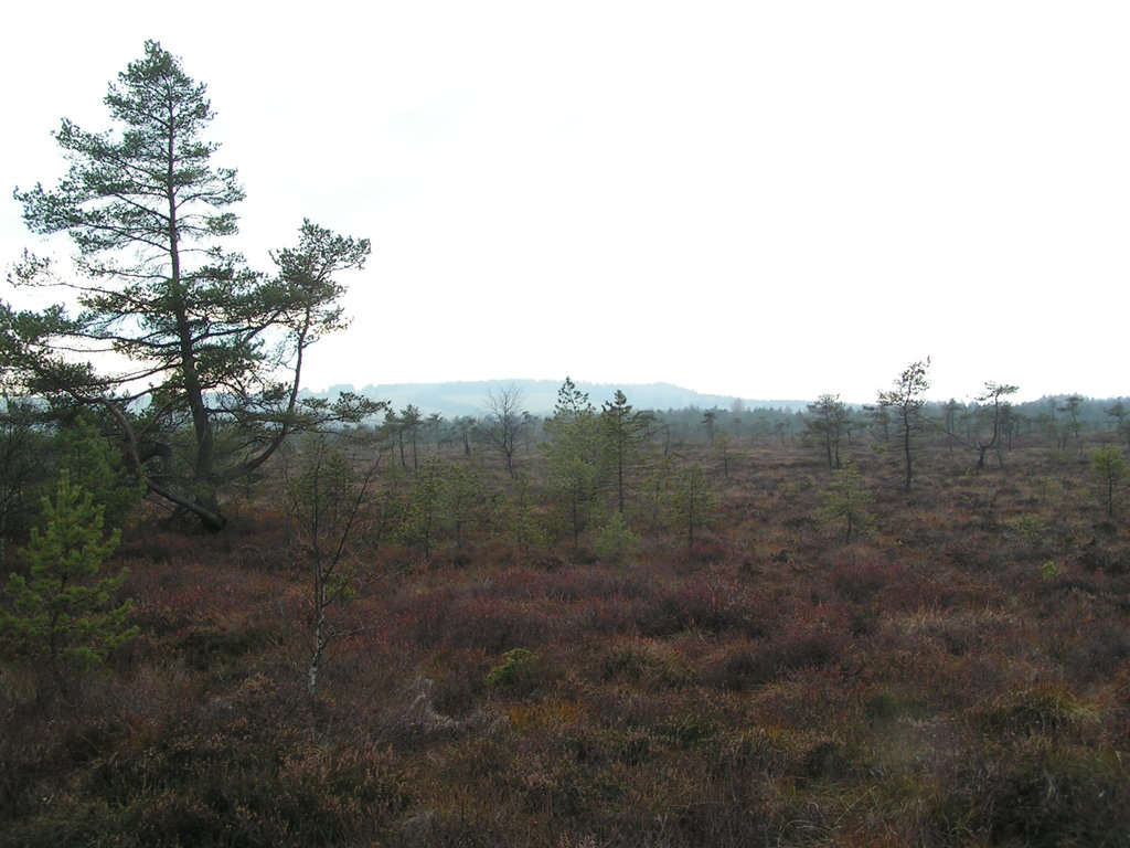 Moor