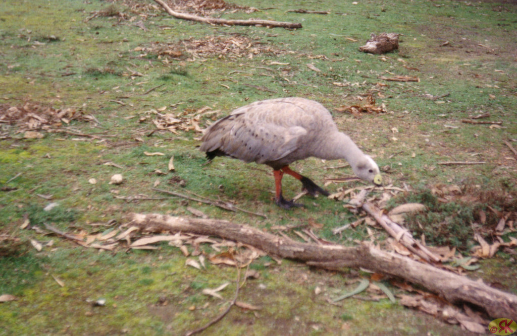 1997-07-23 100 Aŭstralio, Kangaroo Island