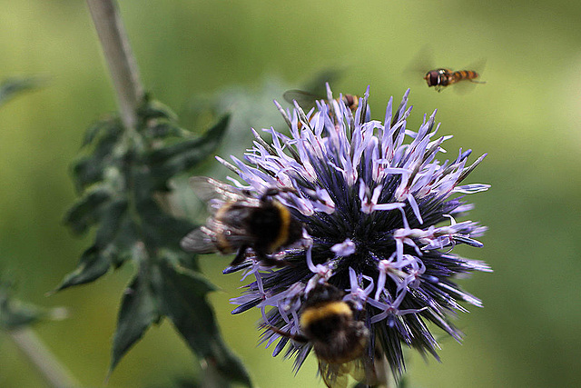 20100805 7354Mw [D~LIP] Hainschwebfliege (Episyphus balteatus), [Wander-, Winterschwebfliege], Hummel, Bad Salzuflen