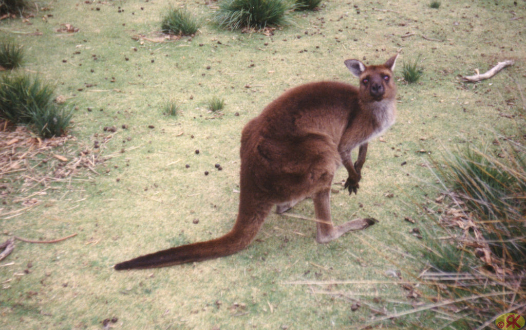 1997-07-23 103 Aŭstralio, Kangaroo Island