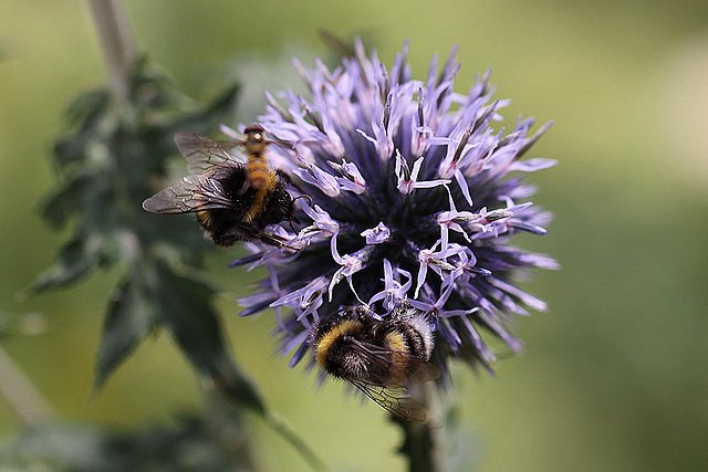 20100805 7351Mw [D~LIP] Hainschwebfliege (Episyphus balteatus), [Wander-, Winterschwebfliege], Hummel, Bad Salzuflen