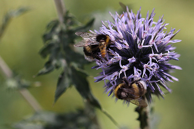 20100805 7350Mw [D~LIP] Hainschwebfliege (Episyphus balteatus), [Wander-, Winterschwebfliege], Hummel, Bad Salzuflen