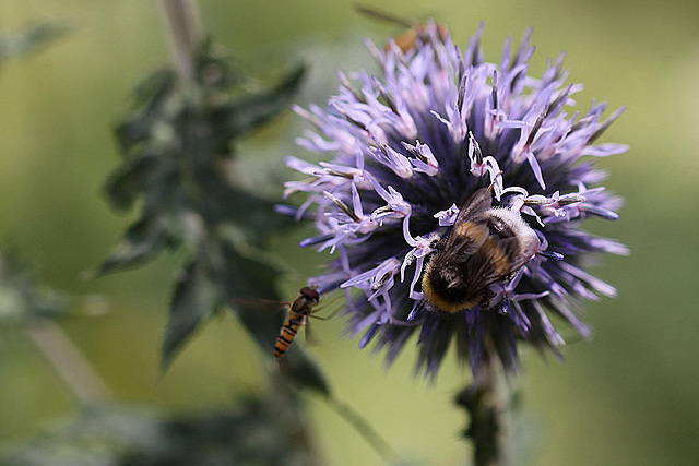 20100805 7347Mw [D~LIP] Hainschwebfliege (Episyphus balteatus), [Wander-, Winterschwebfliege], Hummel, Bad Salzuflen