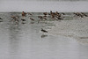 20100902 7960Tw [D~MS] Kiebitz (Vanellus vanellus), Ente, Rieselfelder Münster