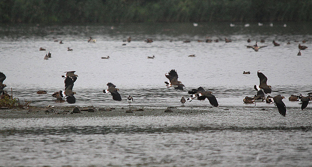 20100902 7967Tw [D~MS] Kiebitz (Vanellus vanellus), Rieselfelder Münster