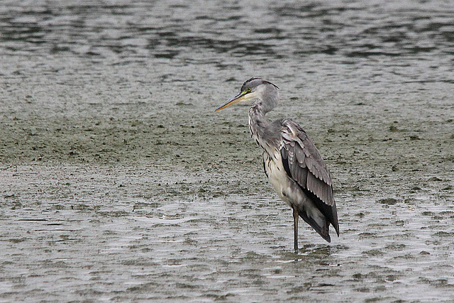 20100902 7970Tw [D~MS] Graureiher (Ardea cinerea), Rieselfelder Münster