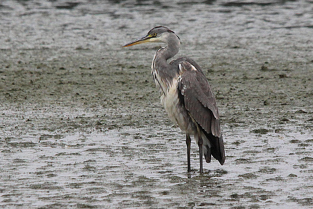 20100902 7966Tw [D~MS] Graureiher (Ardea cinerea), Rieselfelder Münster