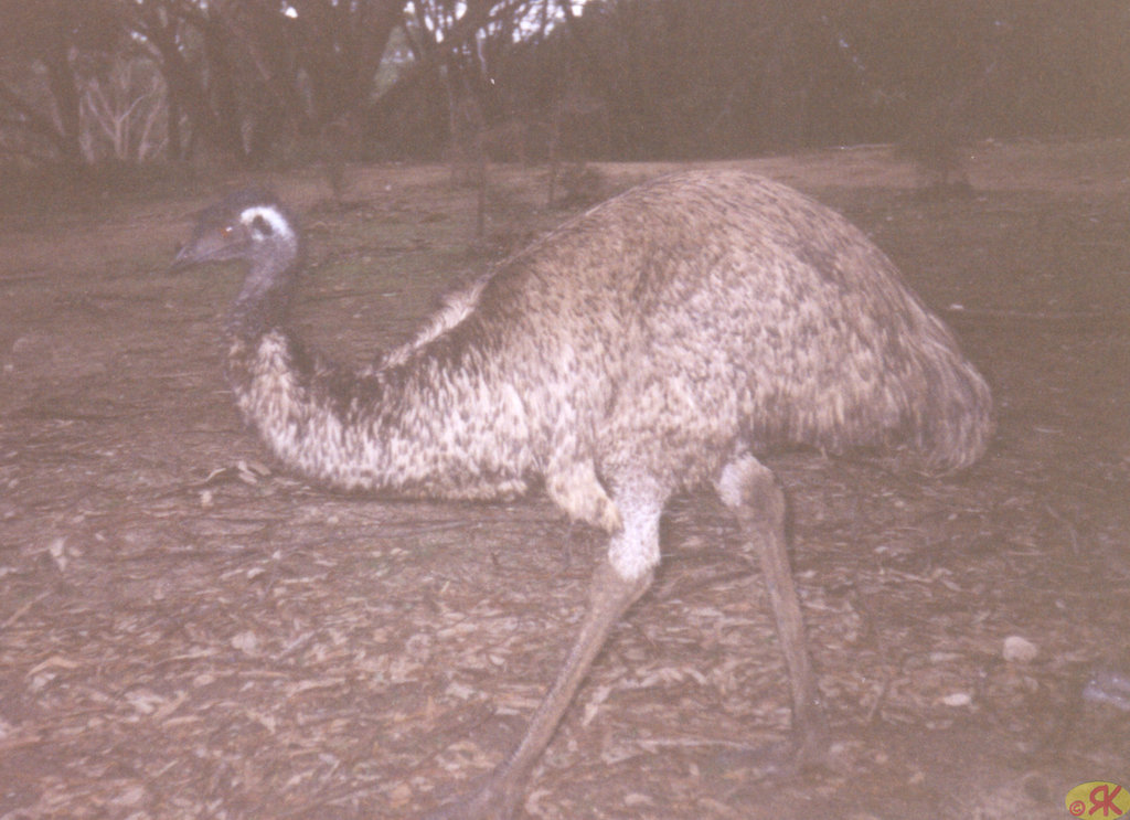 1997-07-23 115 Aŭstralio, Kangaroo Island