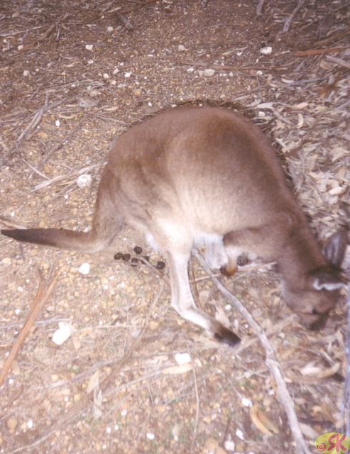 1997-07-23 114 Aŭstralio, Kangaroo Island