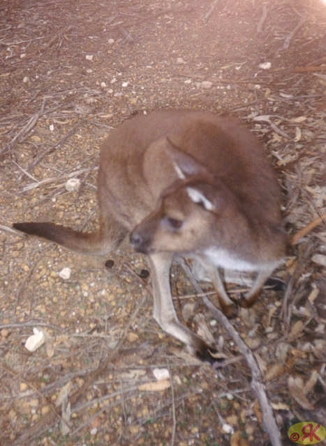 1997-07-23 113 Aŭstralio, Kangaroo Island