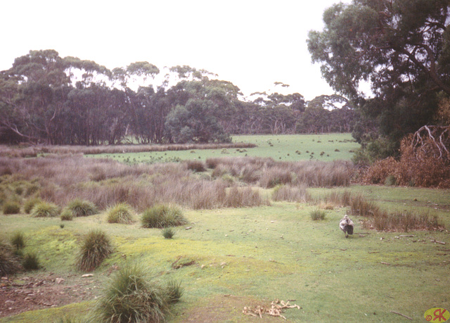 1997-07-23 111 Aŭstralio, Kangaroo Island