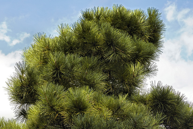 Brushing the Sky – National Arboretum, Washington DC