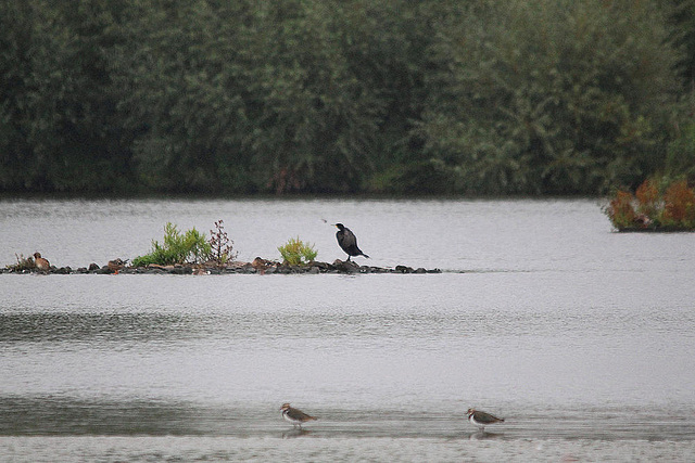 20100902 7969Tw [D~MS] Kormoran (Phalacrocorax carbo), Kiebitz (Vanellus vanellus), Rieselfelder Münster