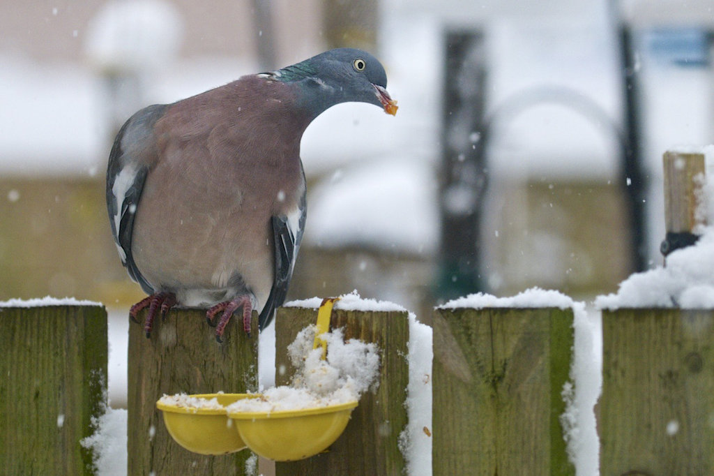 On the garden feeders