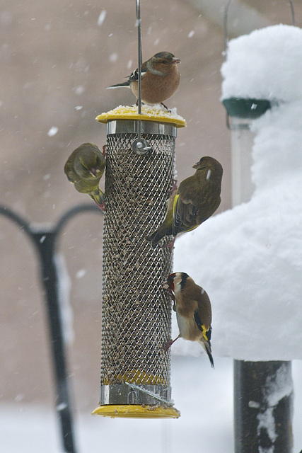 On the garden feeders