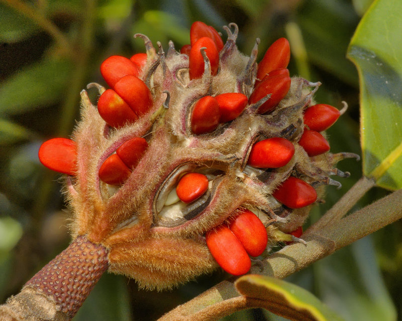 "Little Gem" Magnolia Pod – National Arboretum, Washington DC