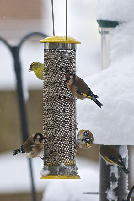 On the garden feeders