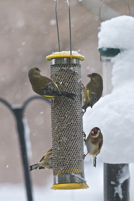 On the garden feeders