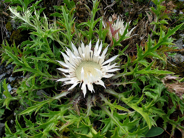 Silberdistel